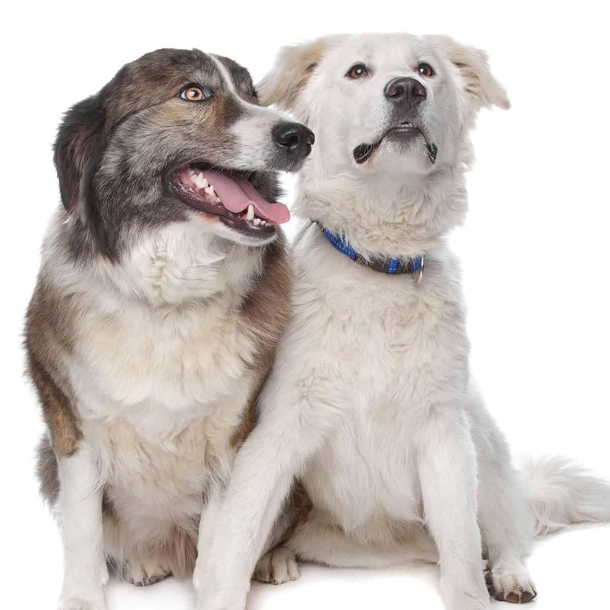 Two regal Aidis, the Atlas Mountain Dogs