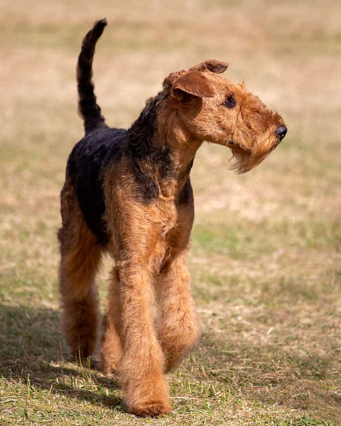 Airedale Terrier standing on a meadow