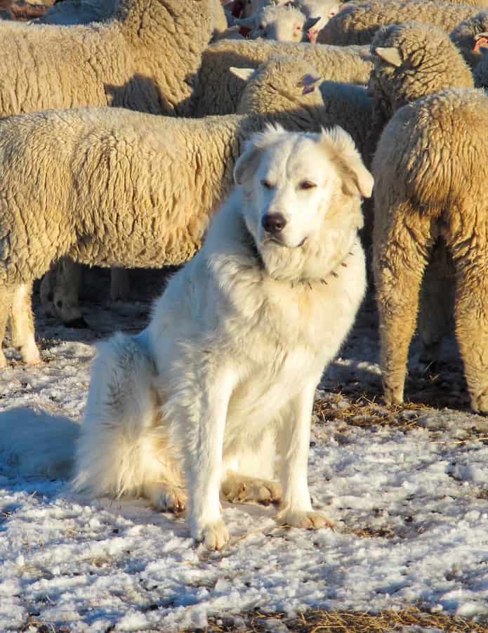 Akbash Dog sits in front of a group of sheep and herds them.