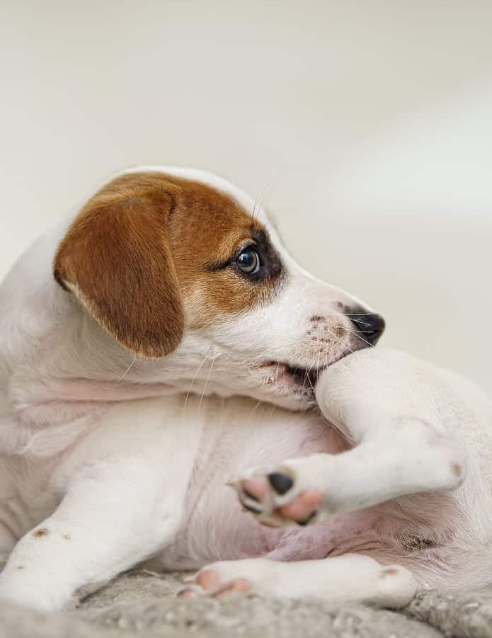 Puppy Jack Russell scratching because of fleas.
