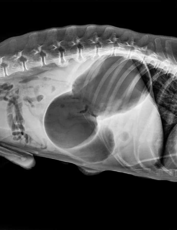 X-ray of a dog revealing Gastric Dilatation Volvulus (GDV)