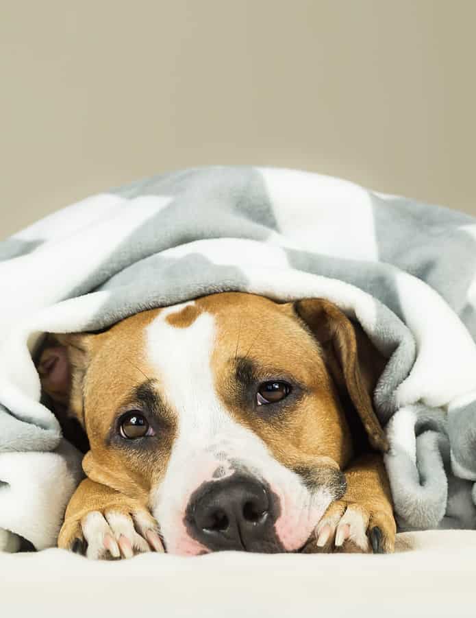 Sick dog lying under blanket