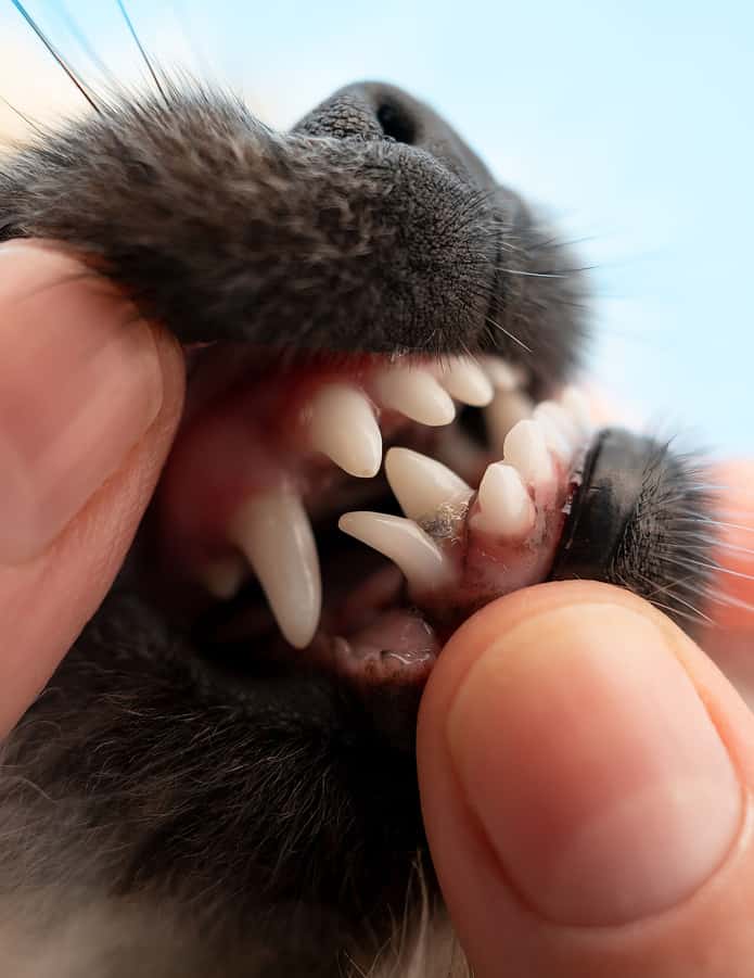 Pomeranian Dog with dental problems, malocclusions and milk teeth