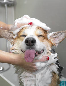 Dog Grooming, Dog gets shampooed