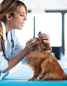 Dog vet checkup