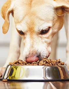 Dog eats out of bowl
