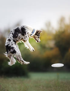 Dog catches frisbee by jumping