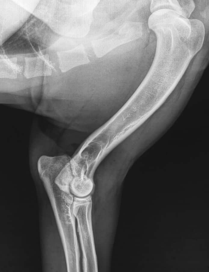 dog elbow dysplasia X-ray