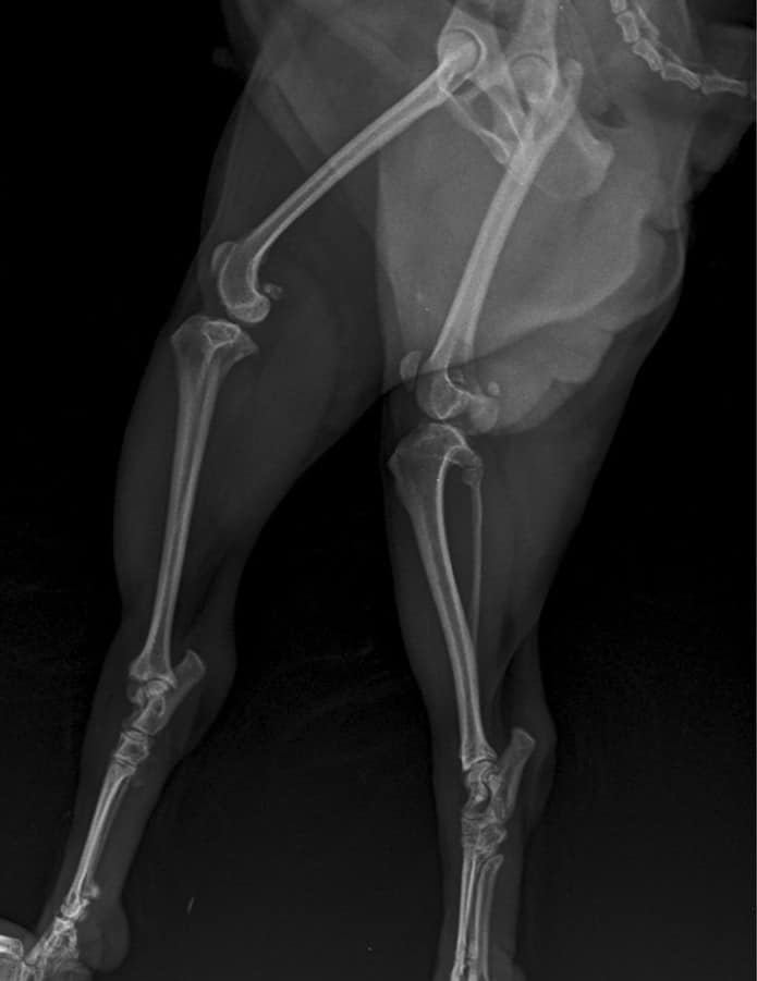 x-ray of Patellar Luxation in Dogs