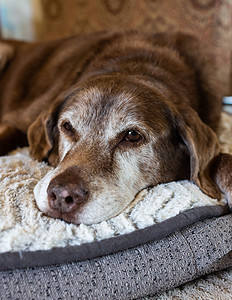Senior dog lying in her crib