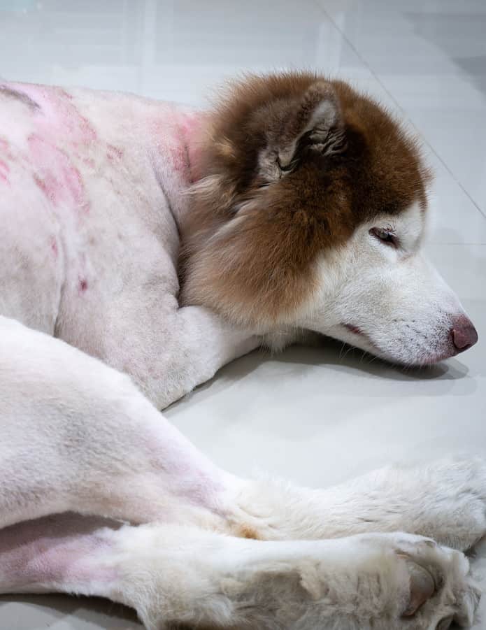Dog with infected skin lying on the floor