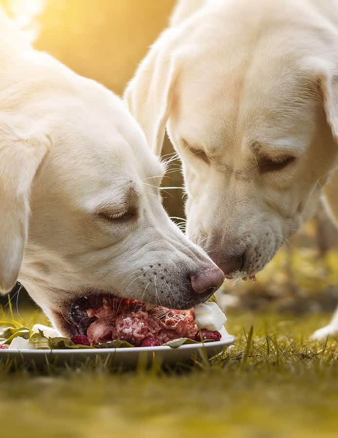 Dogs eat a large meal which can cause stomach bloating