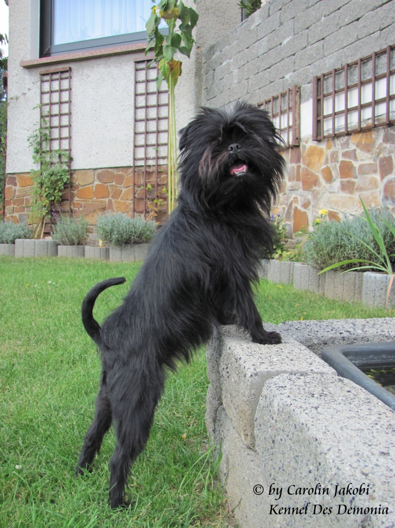 can a affenpinscher eat slim jim