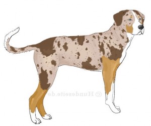 catahoula-leopard-dog