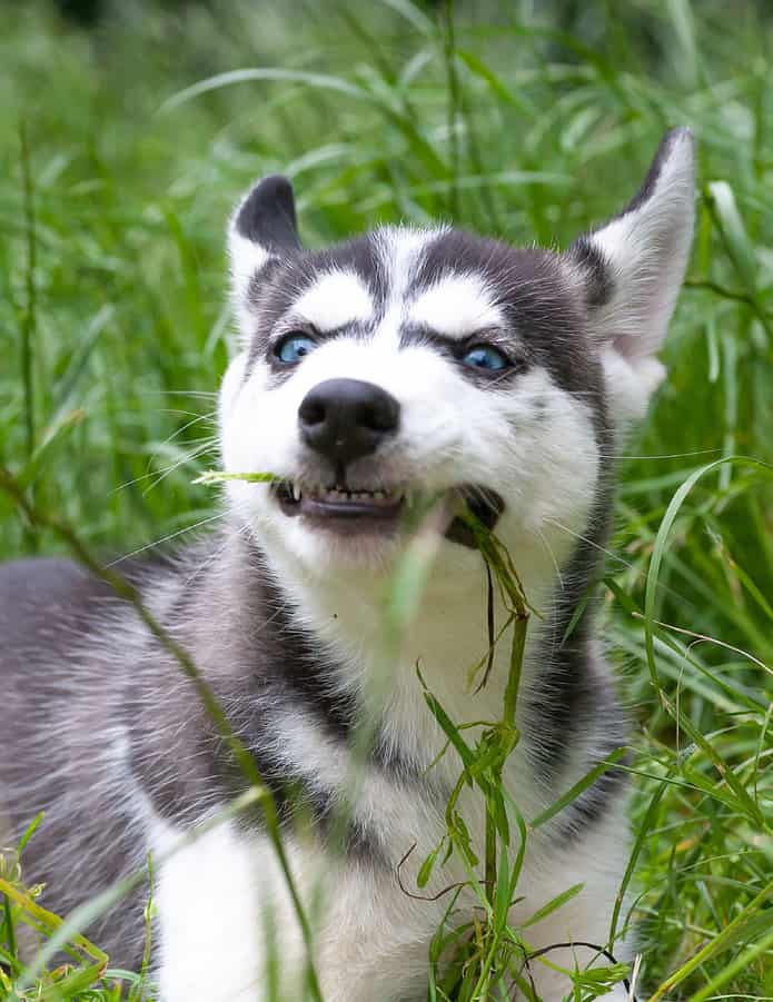 Siberian husky standing in tall grass eating it